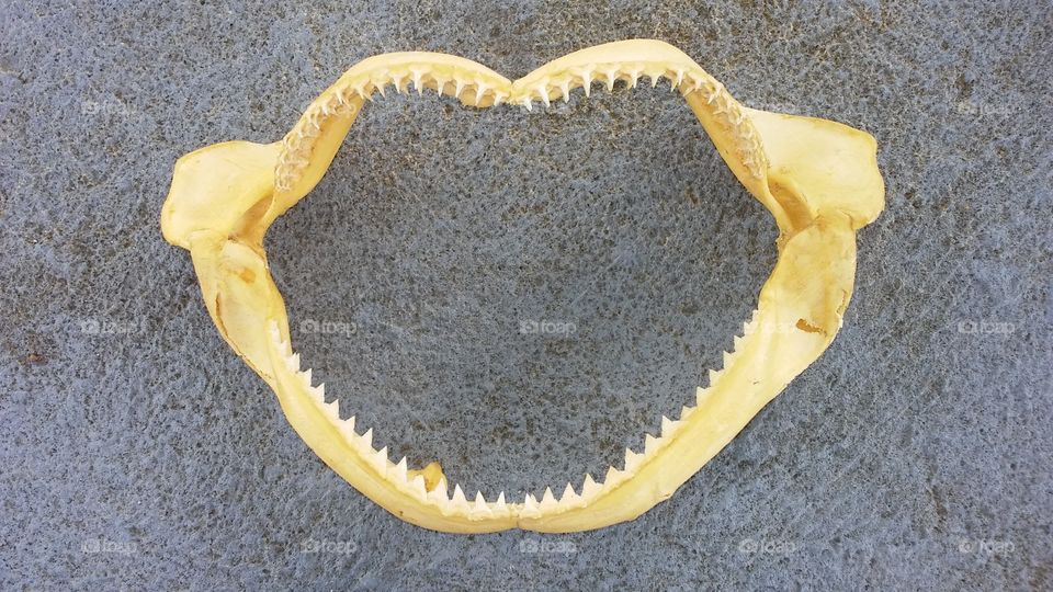 JAWS Bone