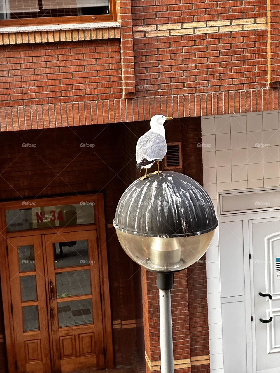 La gaviota viendo mi ventana 