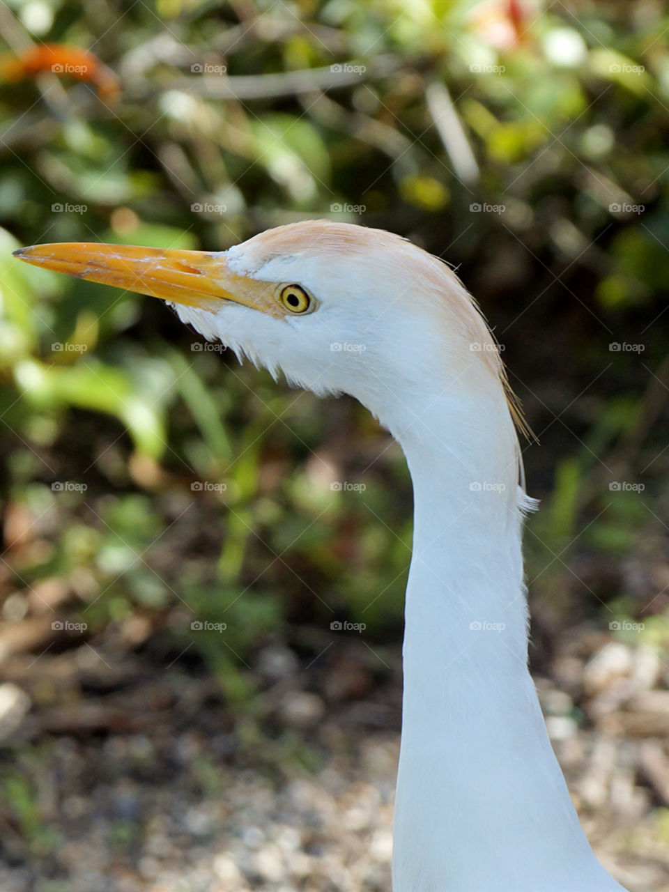 Great Egret. Great Egret in Florida
