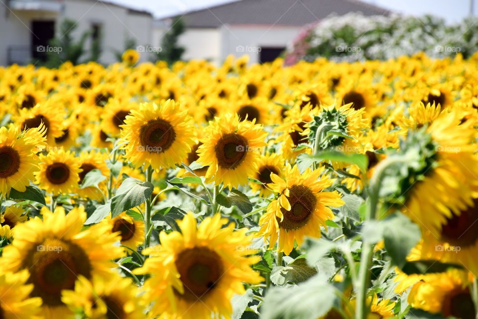 Sunflowers Field Farming
