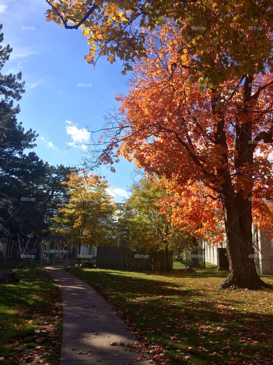 Beautiful Autumn Toronto 