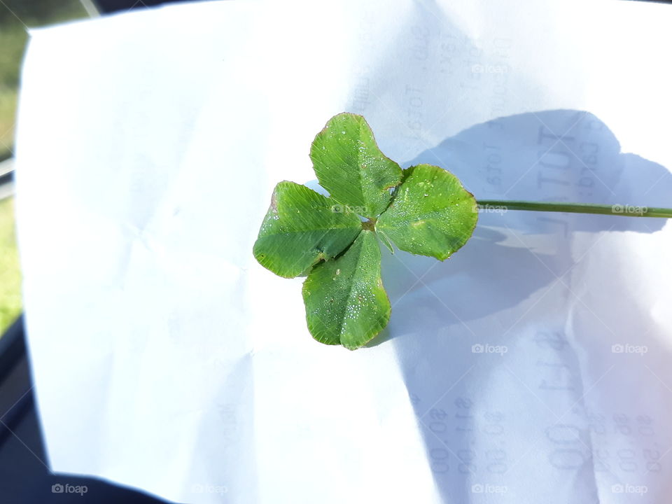 my lucky clover