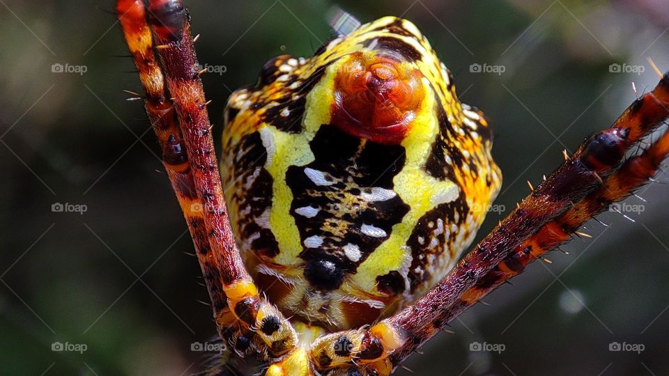 Colour patterns under a spider