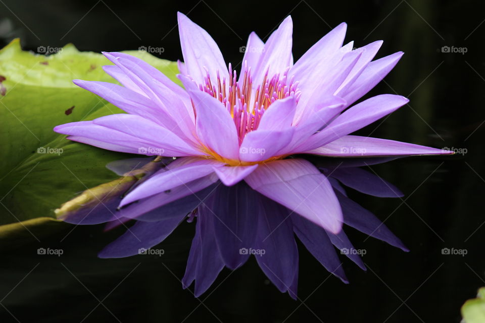 | lotus flower |