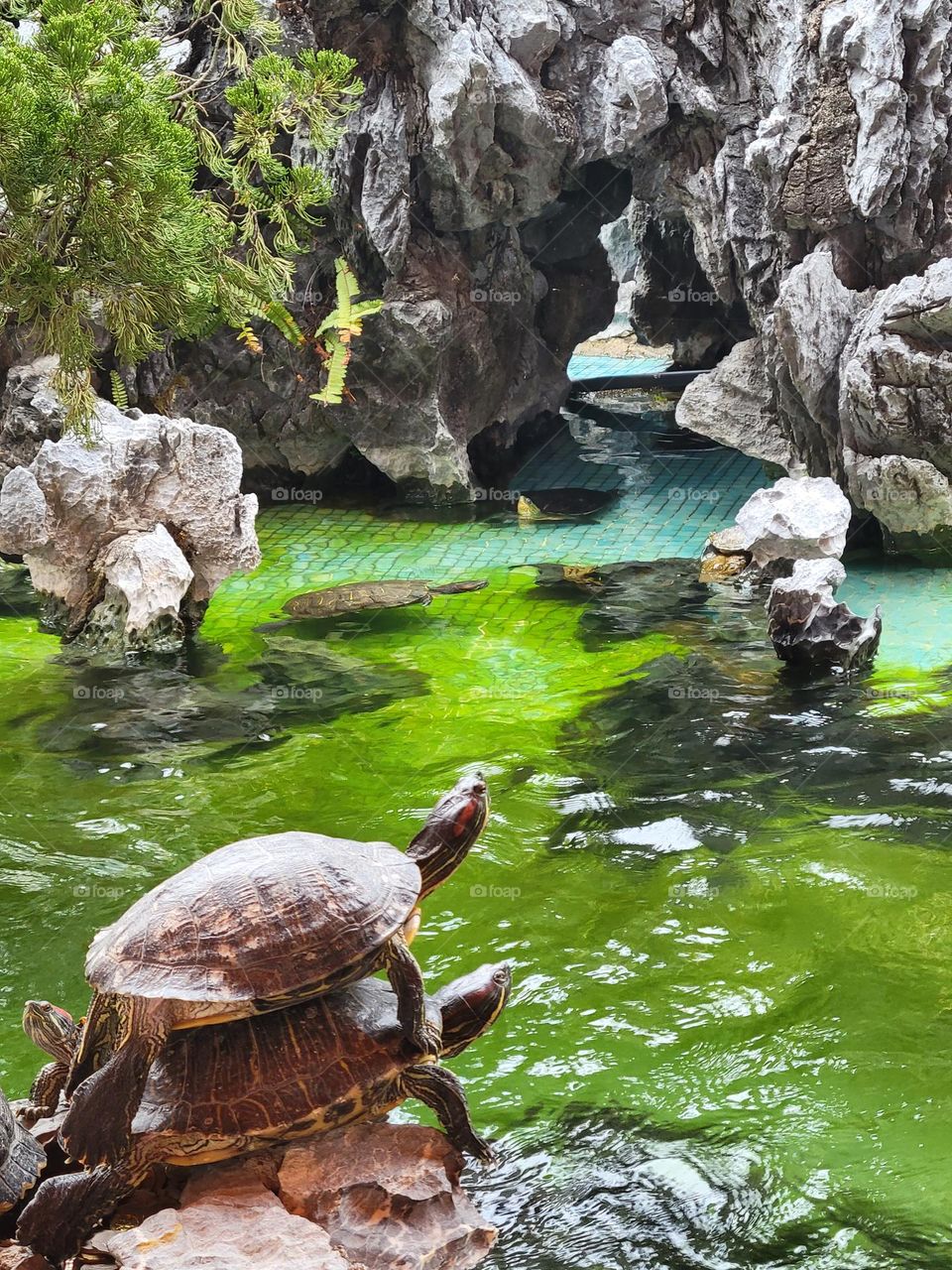 Turtle on turtle at Hong Kong Yuen Yuen Institute