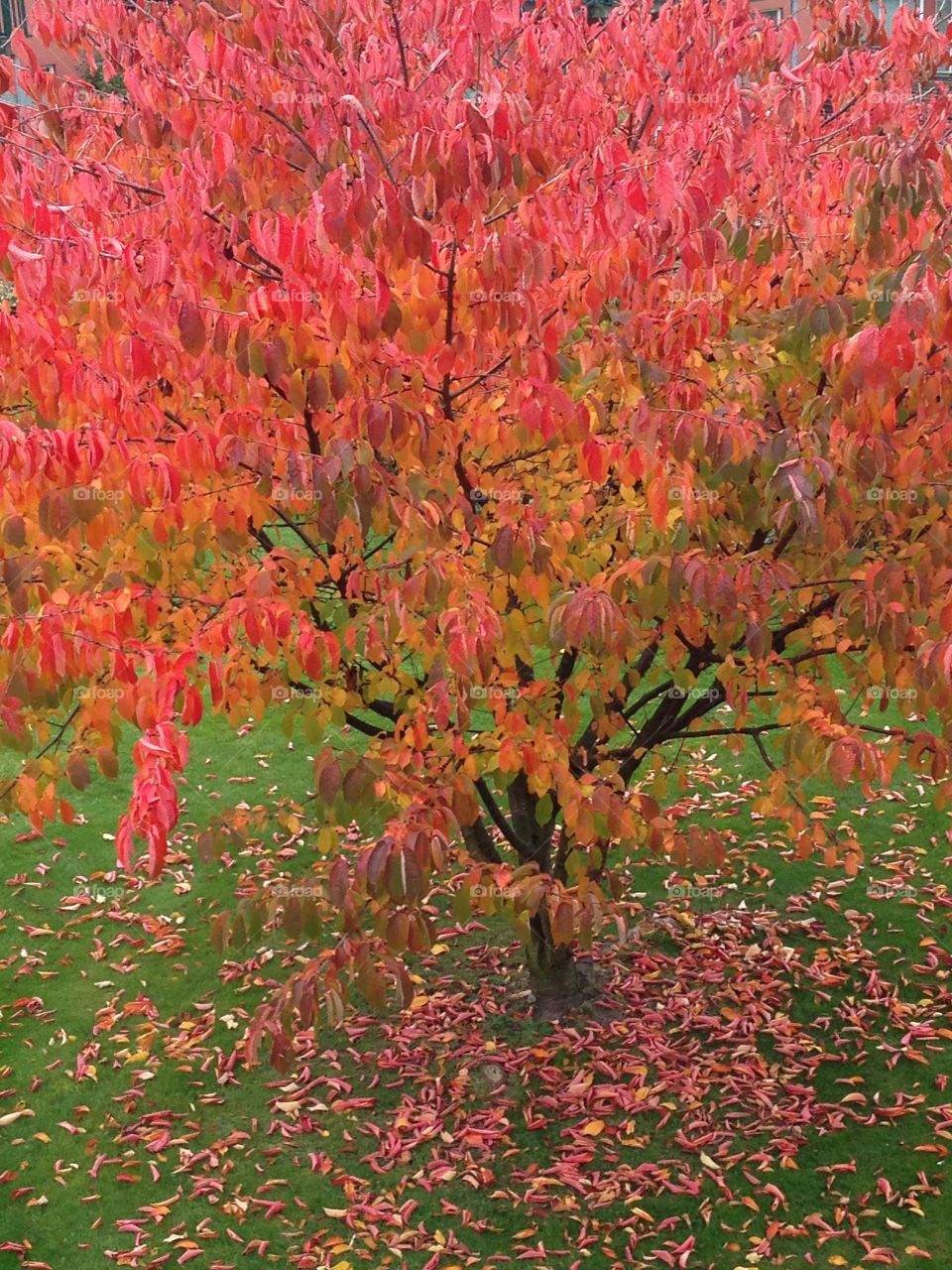 Autumn in Sweden. This beautiful tree is just outside my window. 