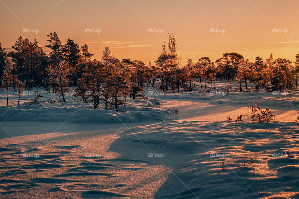 Snow. Landscape. Nature. Winter.