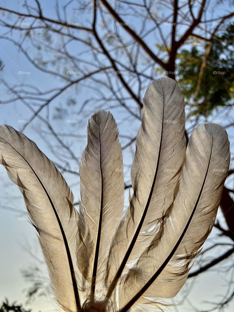 Feathers