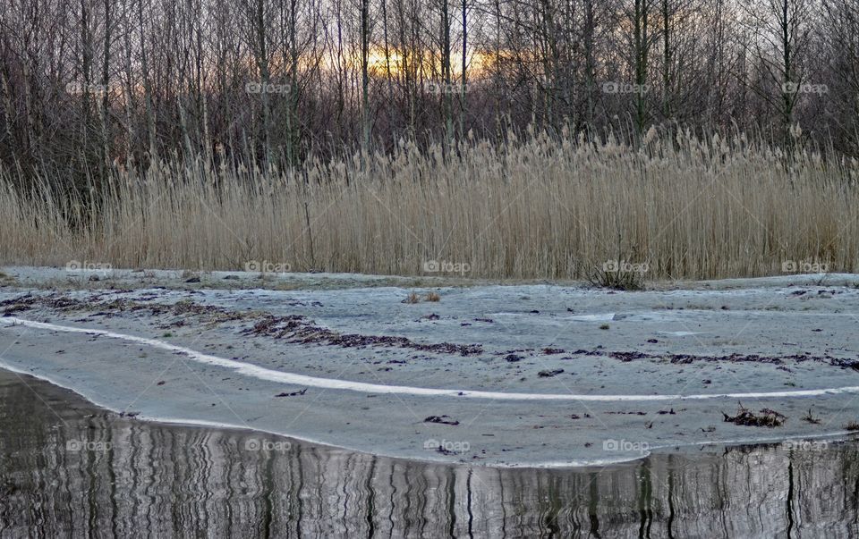 Tree reflecting on water