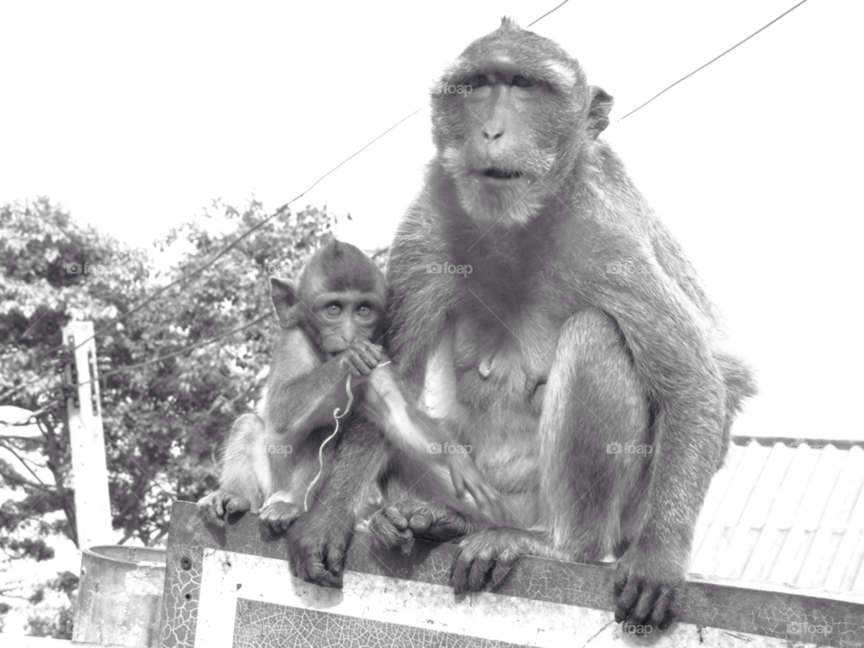thailand monkey chimp afraid by ajtxx