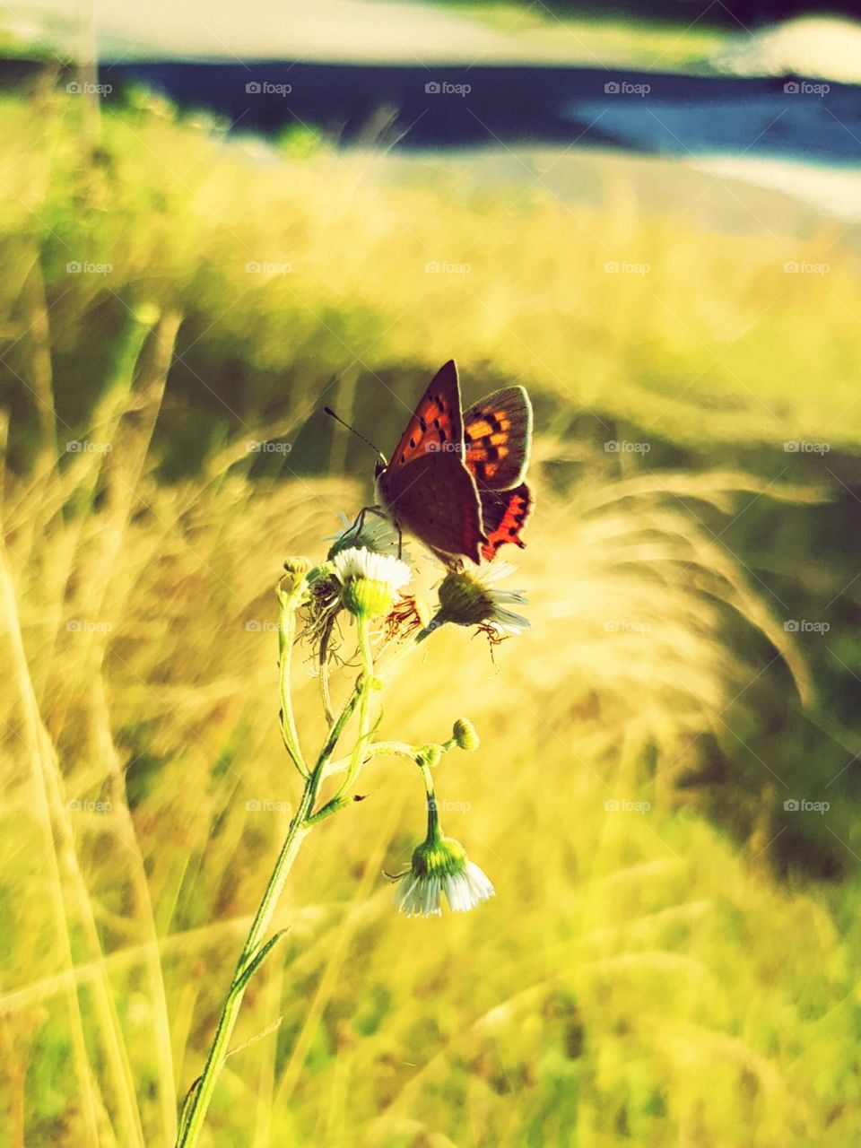 butterfly