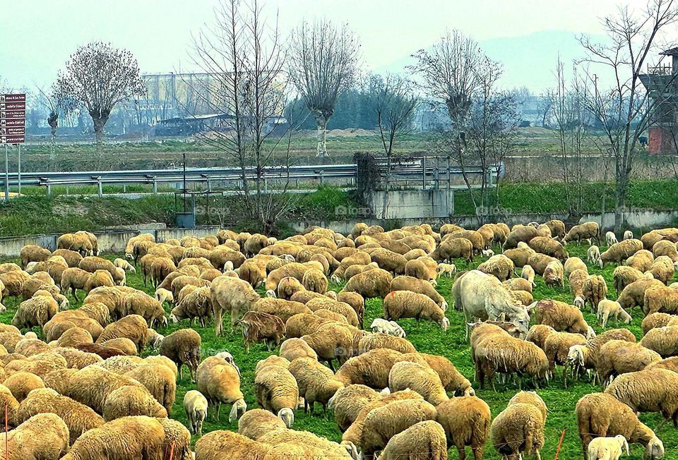 Animals.  Pets.  A herd of large rams and sheep graze on the green grass