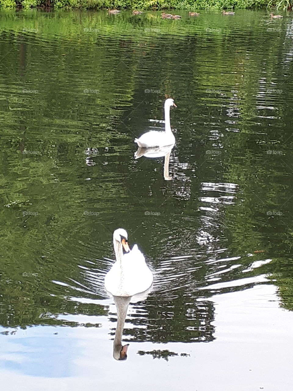 Swans In Summer