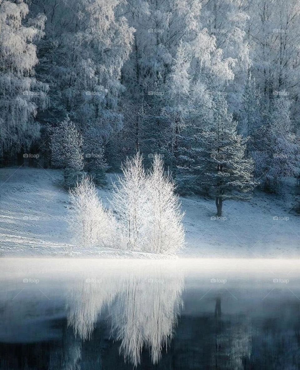 Spruce trees covered with snow