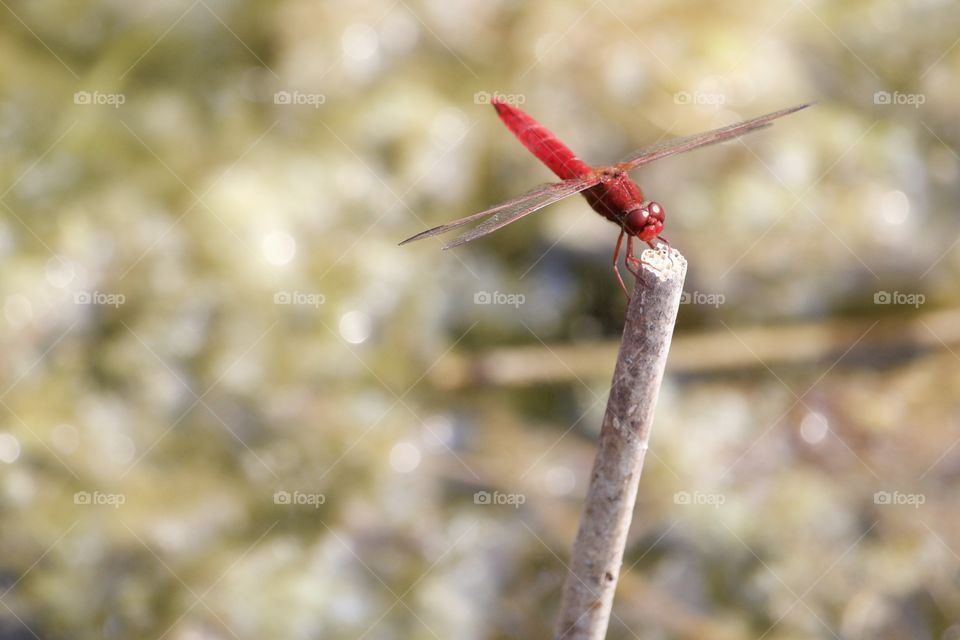 Red Dragonfly