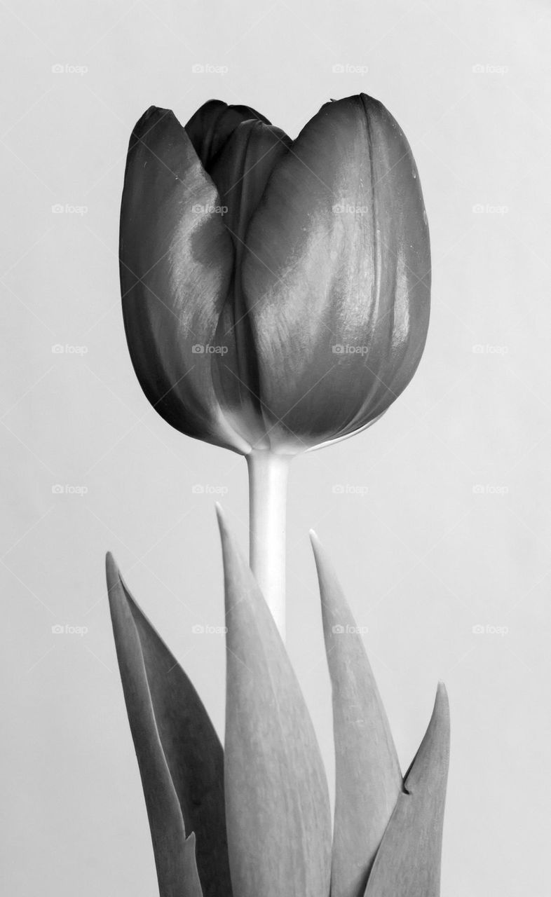 Tulip in monochrome