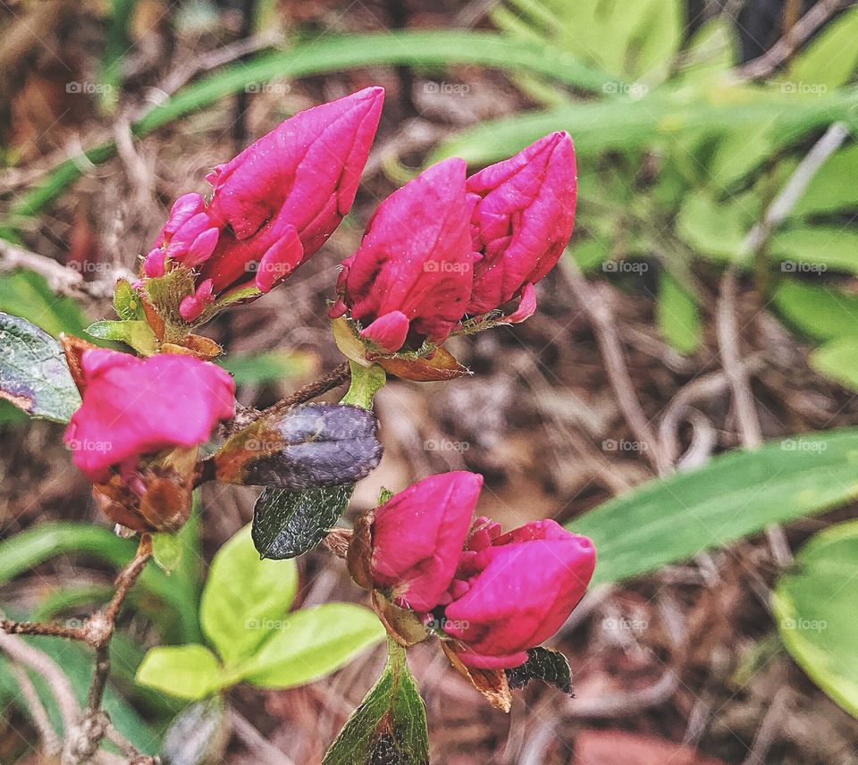 Pink azalea...