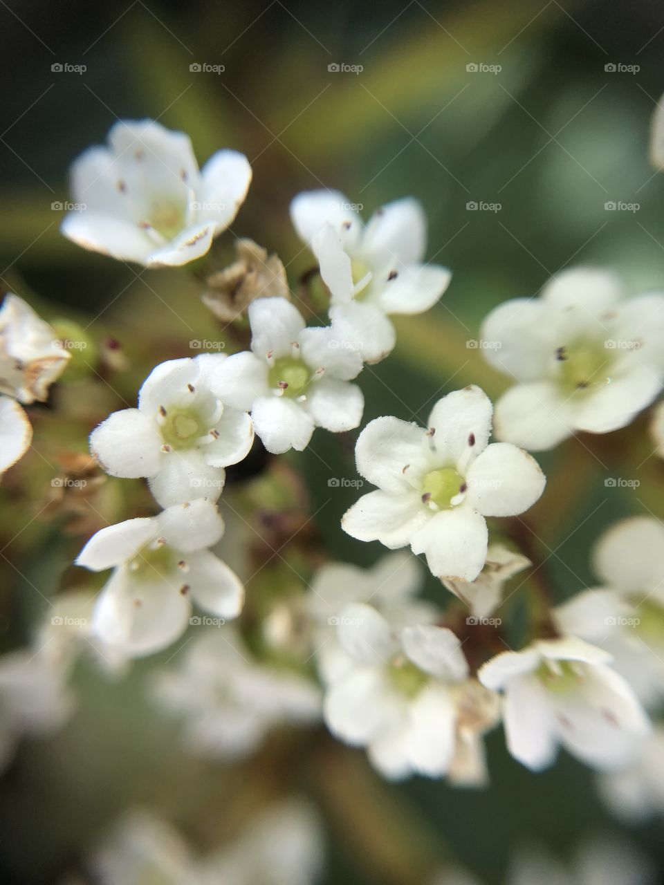 Tiny blooms
