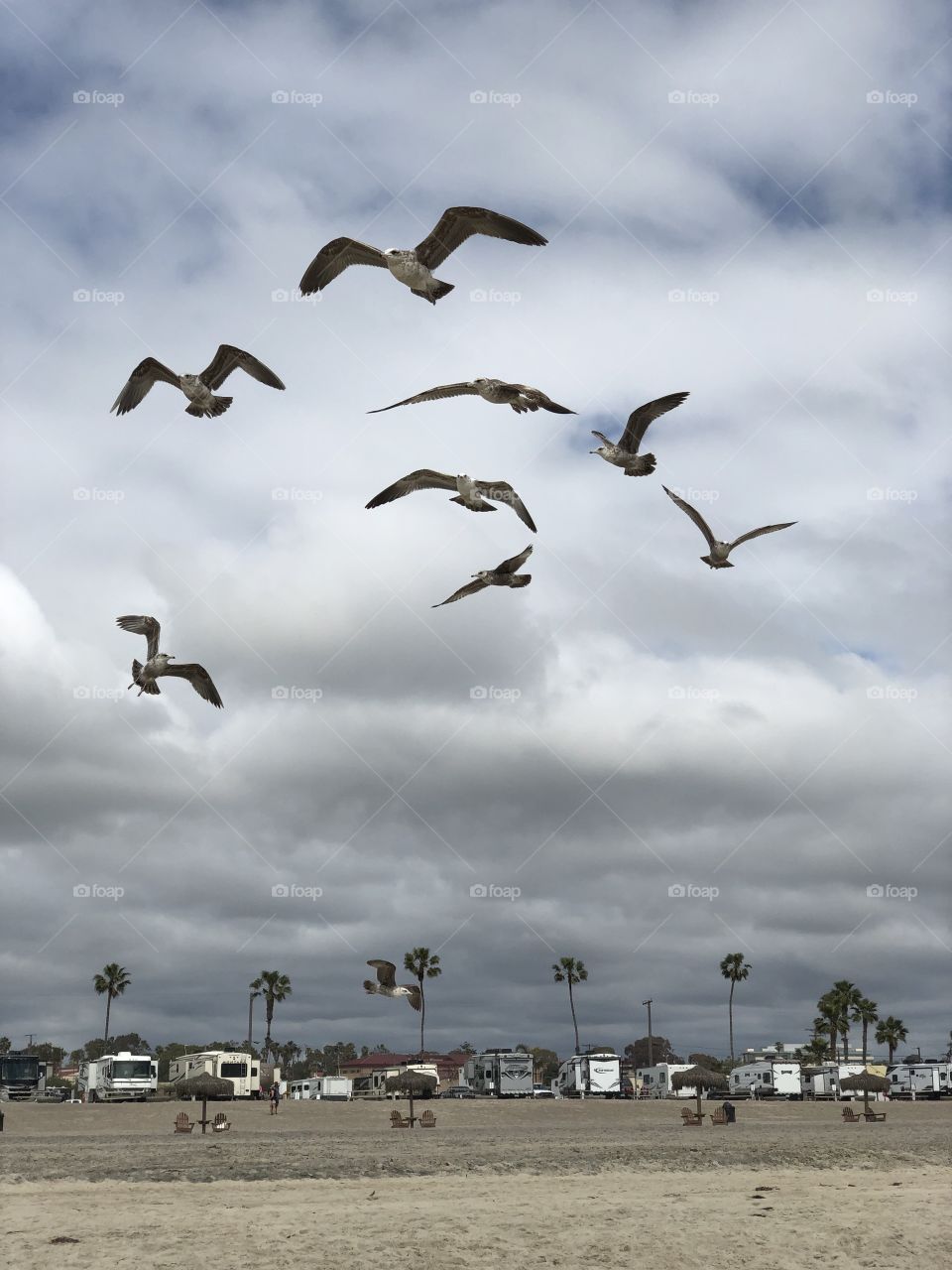 Gulls in Flight