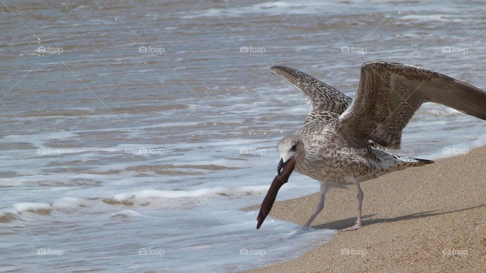 Seagull on the beach