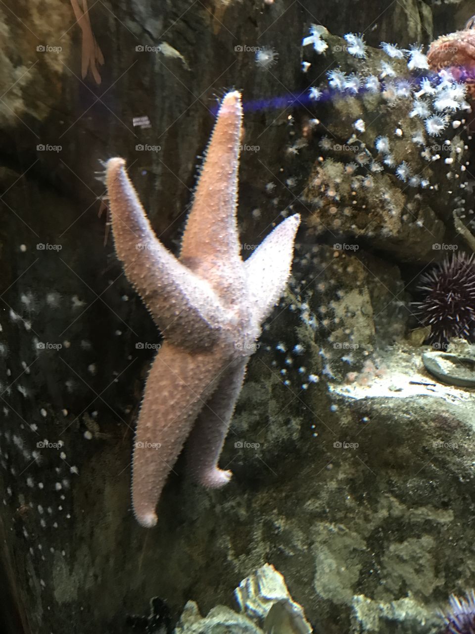 Starfish underwater pink