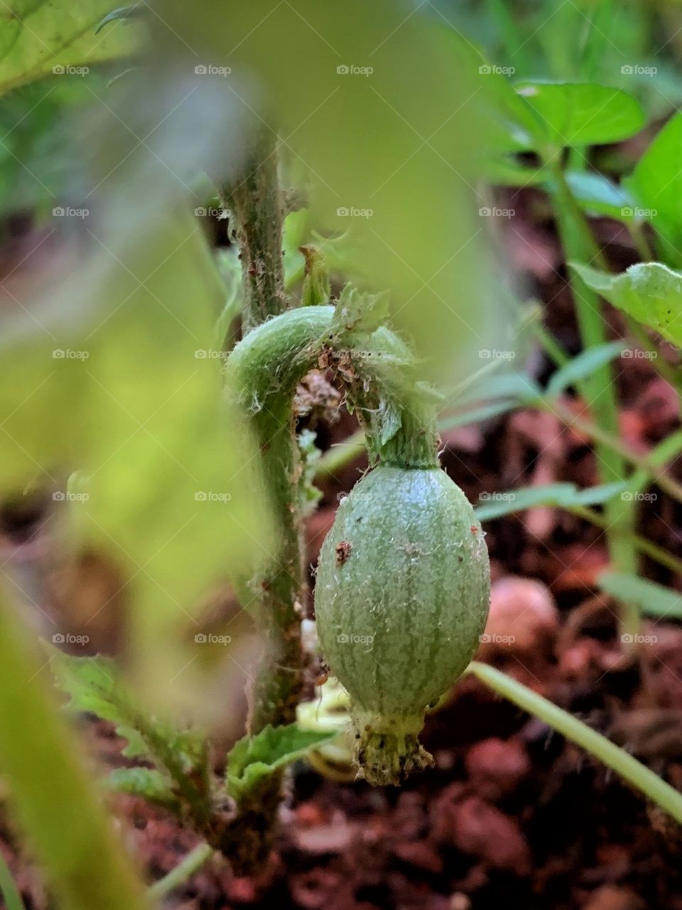 Melone melone watermelon on the way