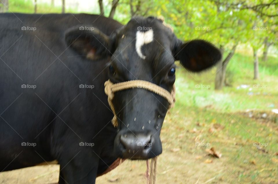 cow