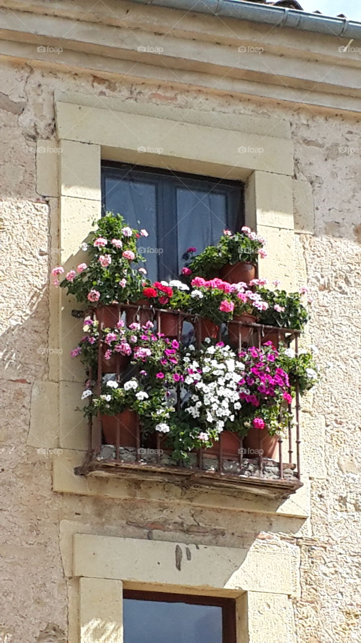 Potted flower plant in balcony
