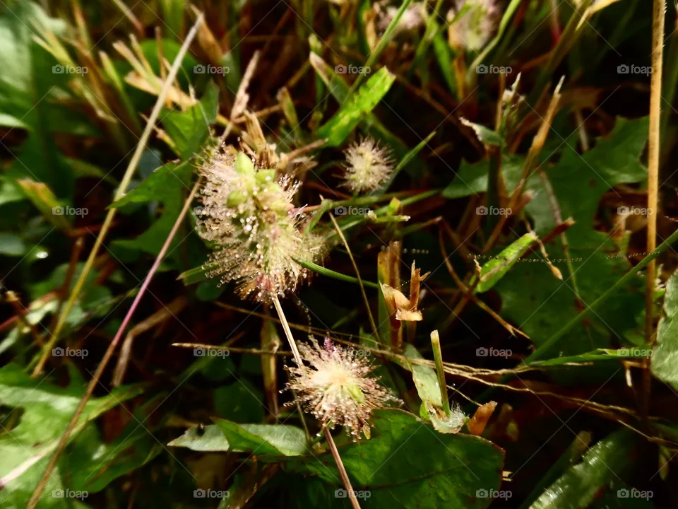grass