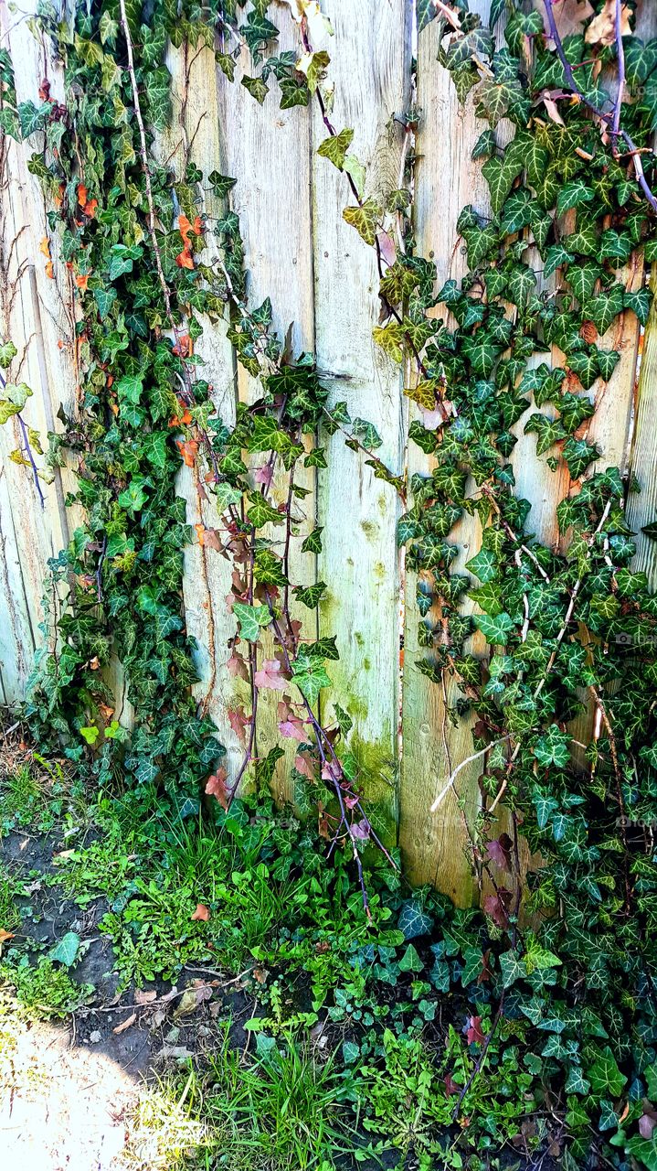 Beautiful Fence Vines