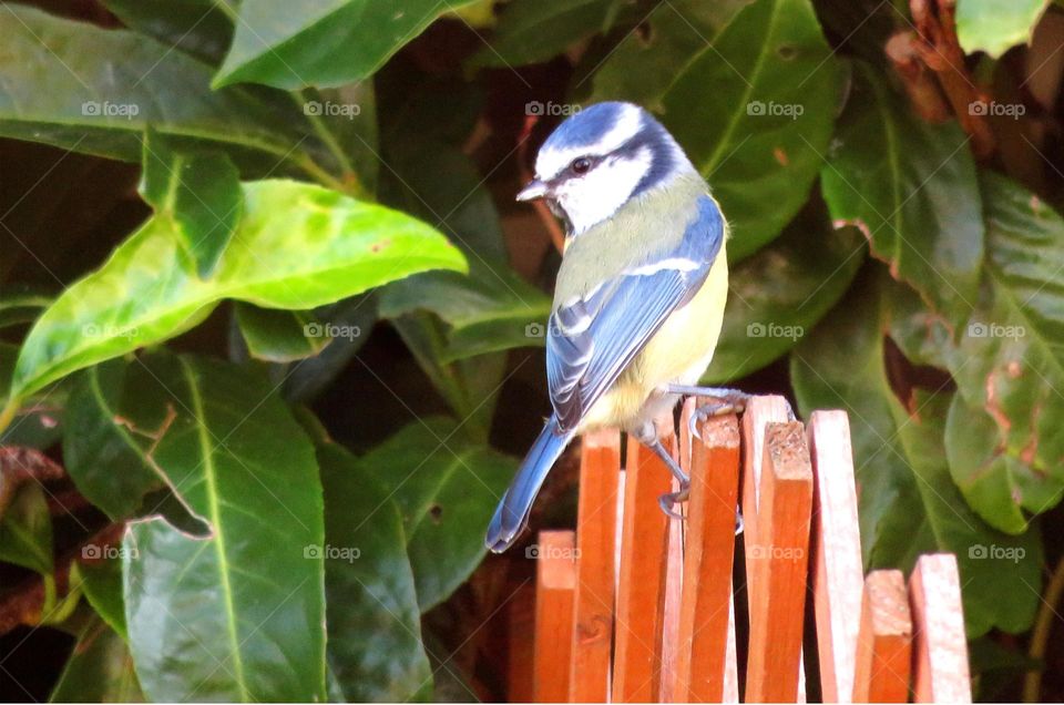 blue tit