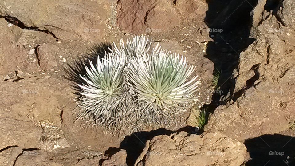 silversword Hawaiian volcano