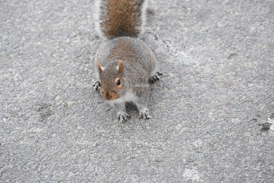 Squirrel in city pavements!