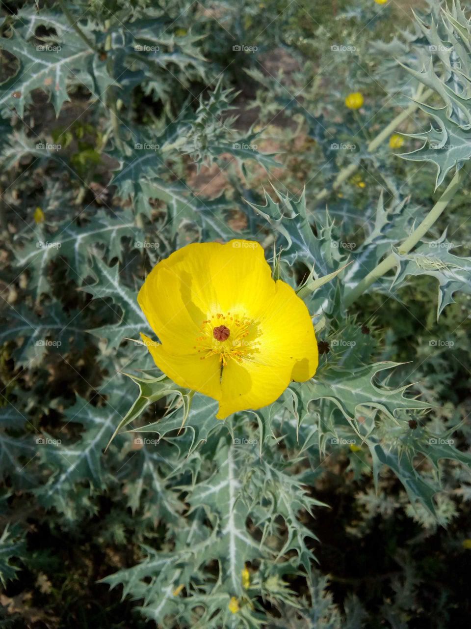 YELLOW FLOWER.