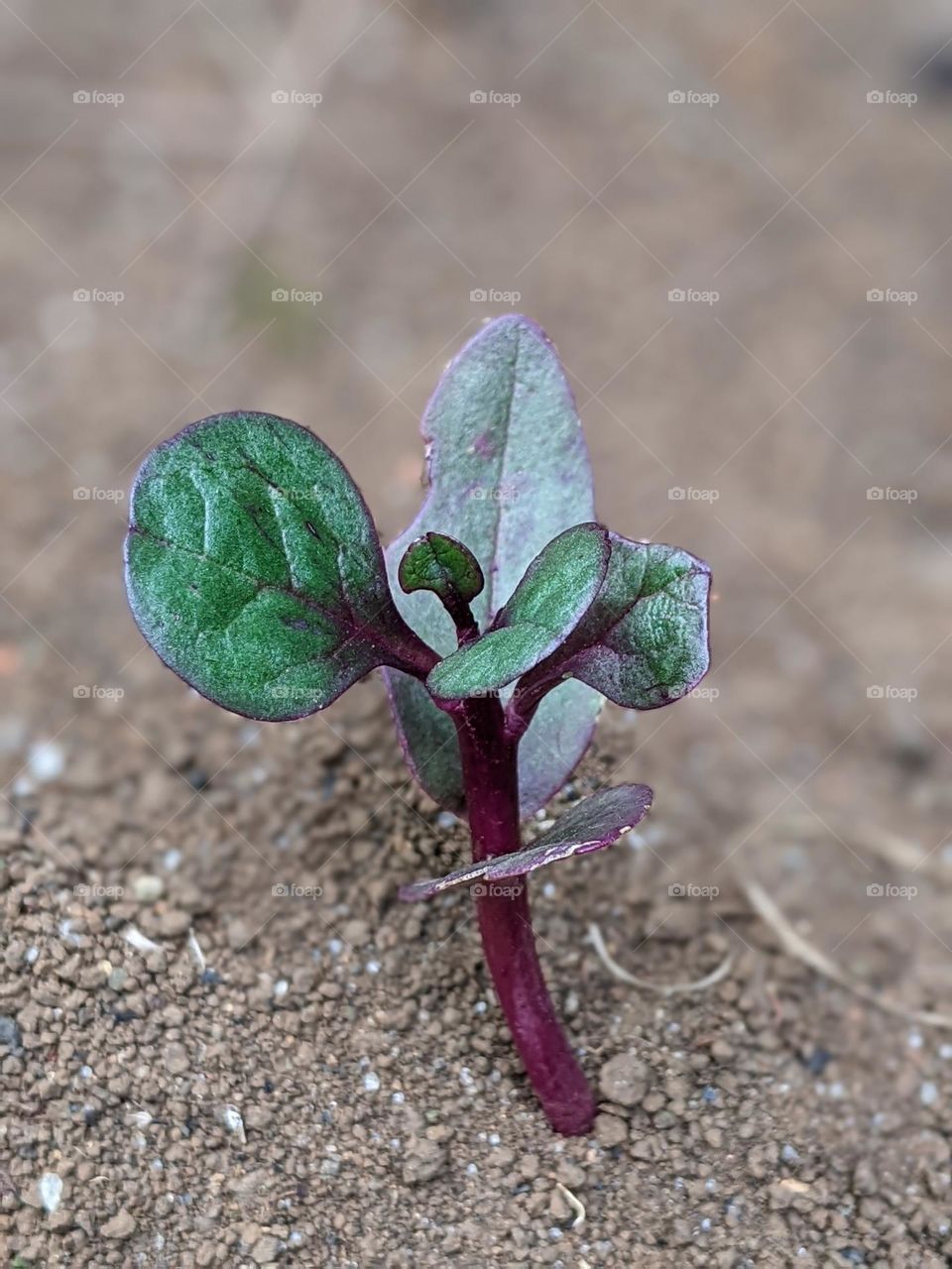 binahong plant or heartleaf maderavine🌱