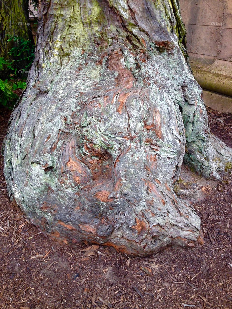 An old tree trunk