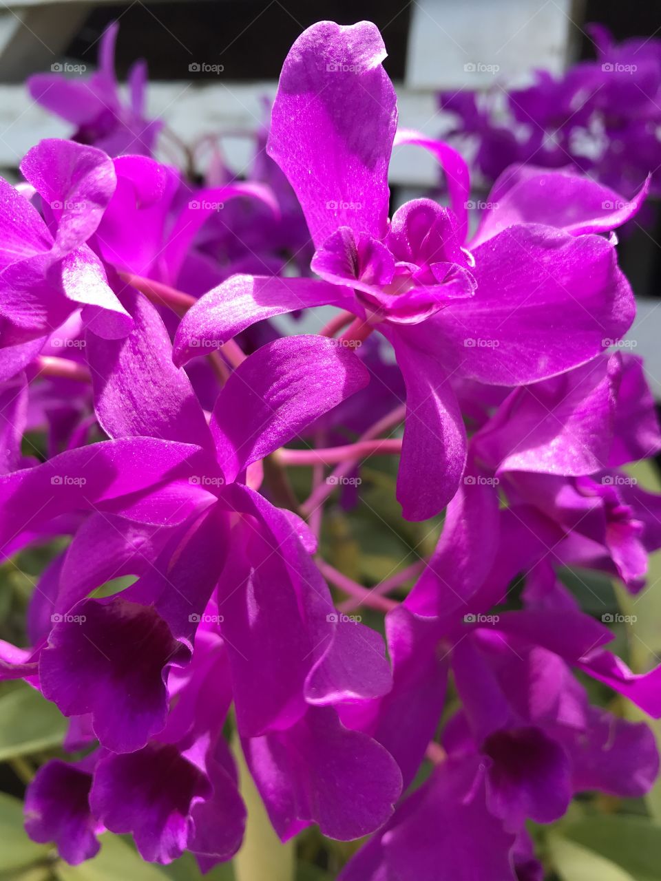Purple Orchids.