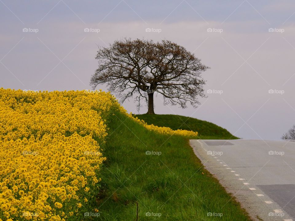 Lonely oak 