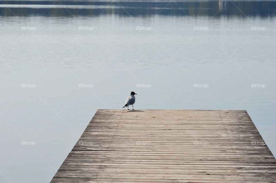 Bird on footbridge