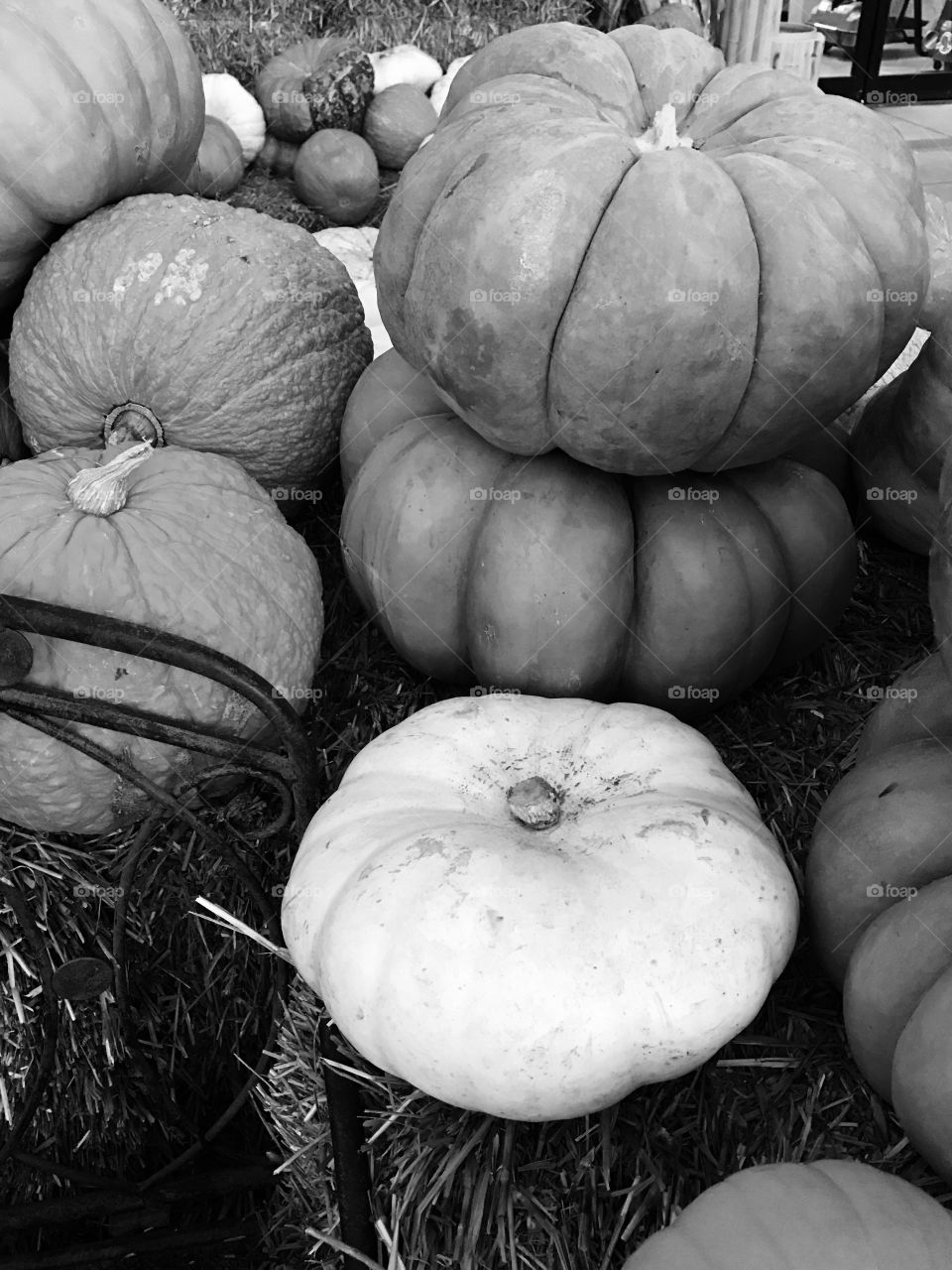 Pumpkins by a Bench (Black & White)
