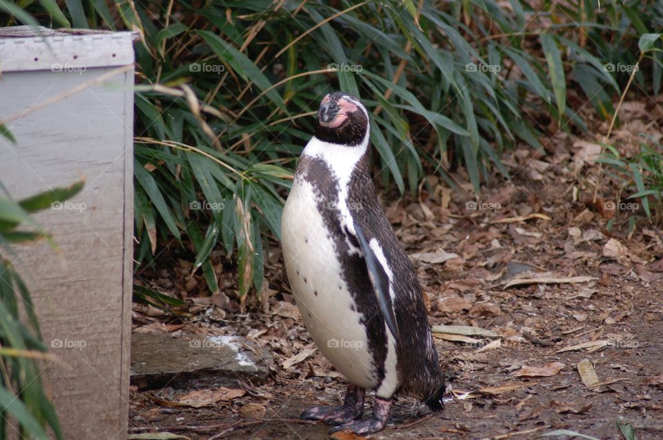 Smiling penguin . A penguin with a grin