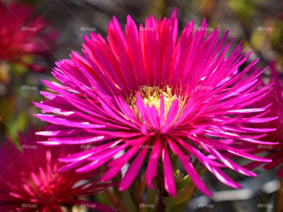 pink flower portrait