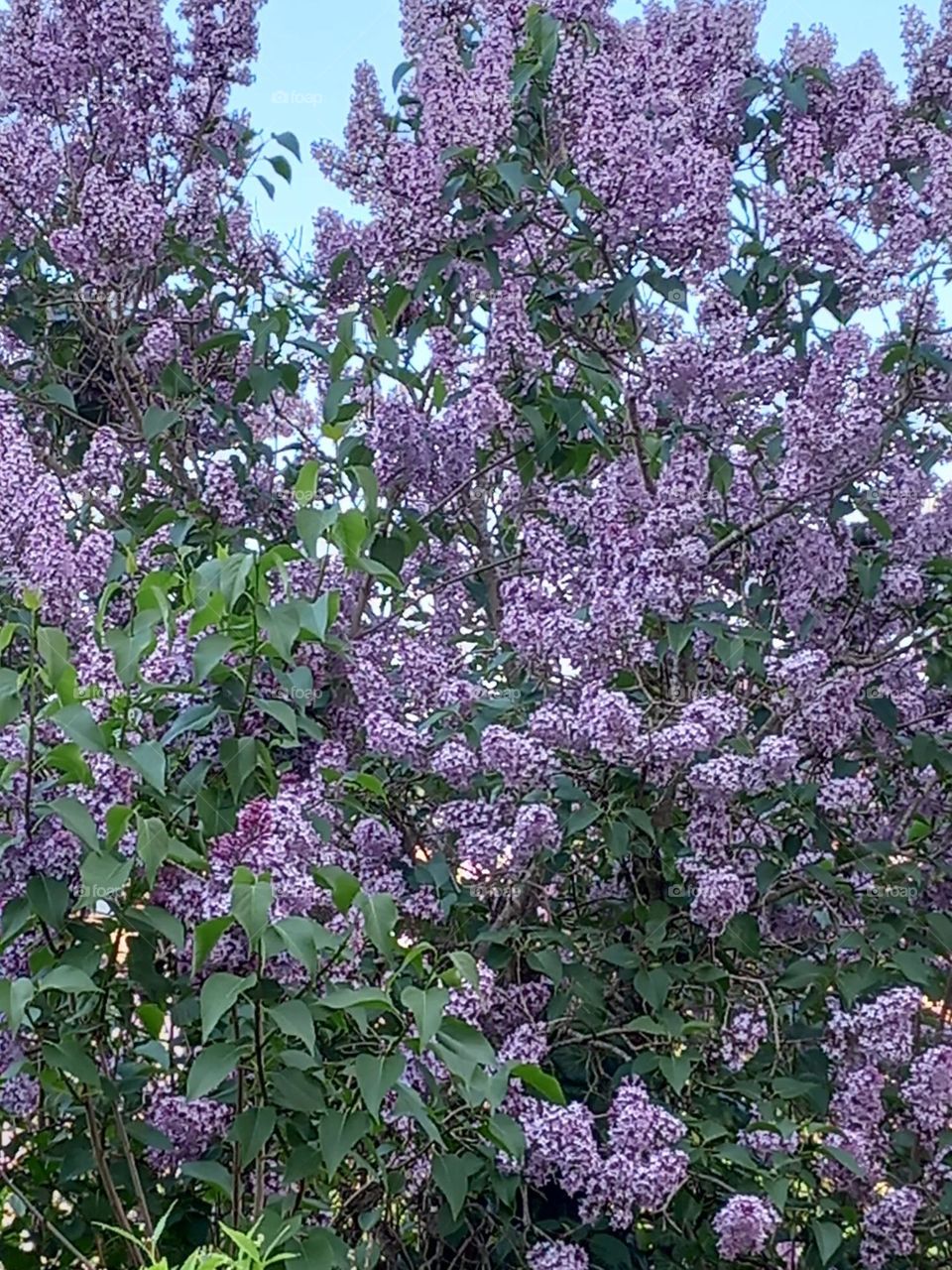 Color of Spring in Bavaria