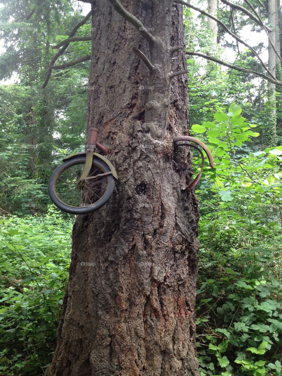 Bike in a tree
Vashon Island, WA