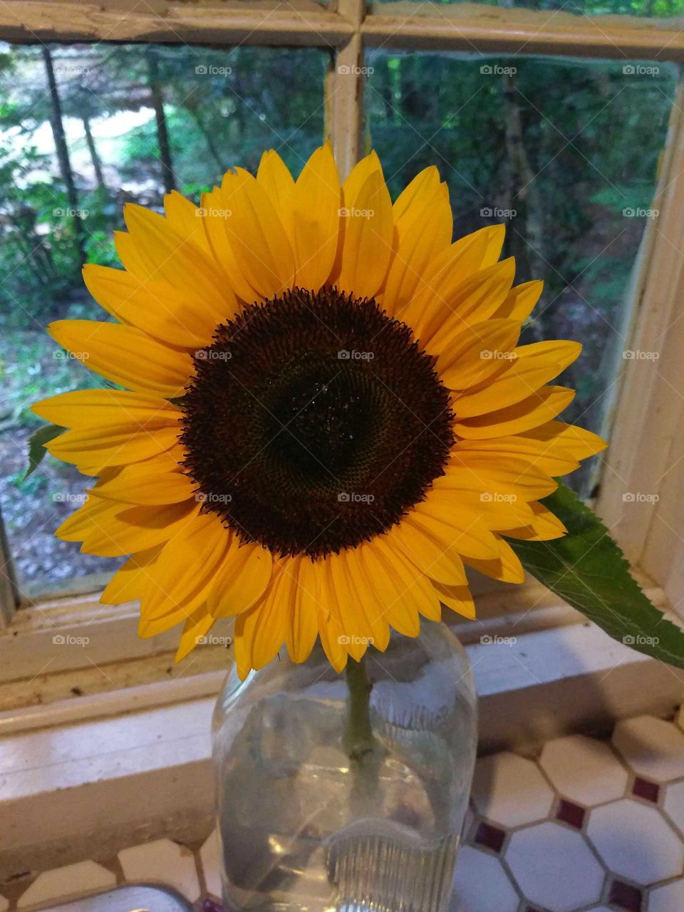 sunflower in window