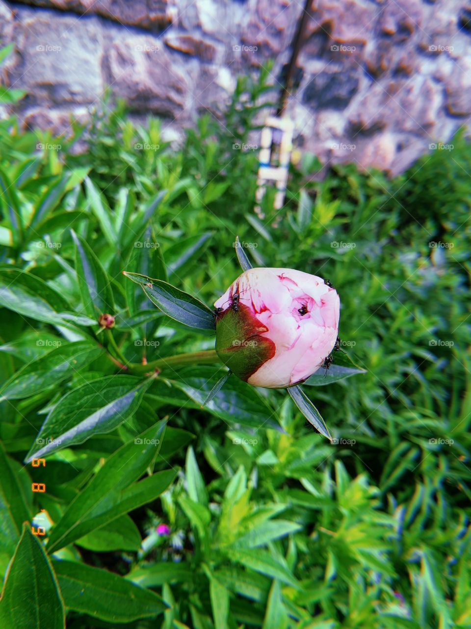 pink peony bud