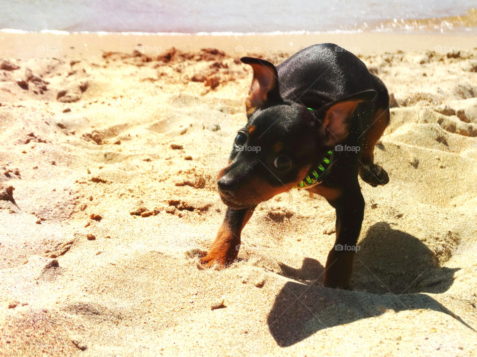 Puppy pinscher