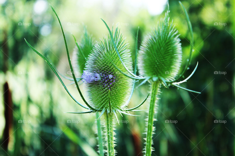 Thistle Before Fall