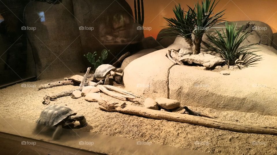 turtle exhibit at the Aquarium