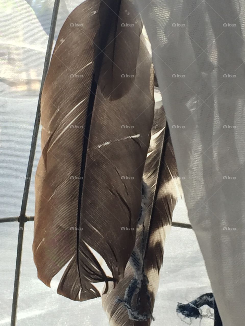  Feathers hanging with sheer fabric. 